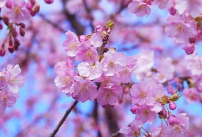 Ботанический сад в Петербурге ищет волонтеров для охраны цветущей сакуры