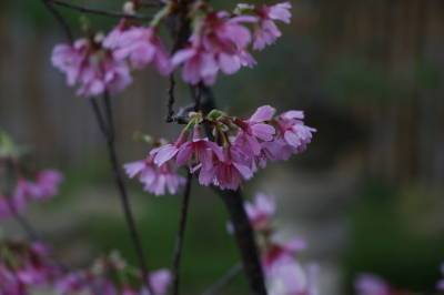 Защитить сакуру в Ботаническом саду от фотосессий просят волонтеров