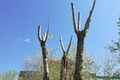 Власти Читы заявили, что не могут полностью остановить вырубку деревьев