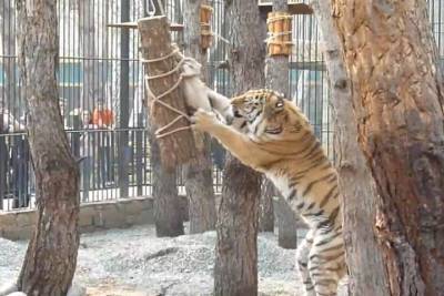 В Омской области Большереченский зоопарк заставит своих хищников потрудиться