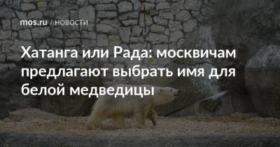 Хатанга или Рада: москвичам предлагают выбрать имя для белой медведицы
