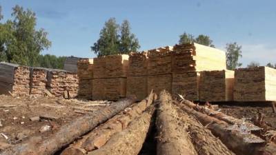Полиция раскрыла новые эпизоды деятельности мошенников, которые занимались незаконной вырубкой леса в Красноярском крае