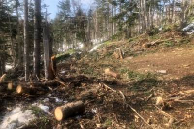 В Красноярске экс-чиновник подозревается в вырубке леса на 110 млн рублей