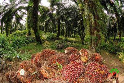 Цены на пальмовое масло взлетели на 120%