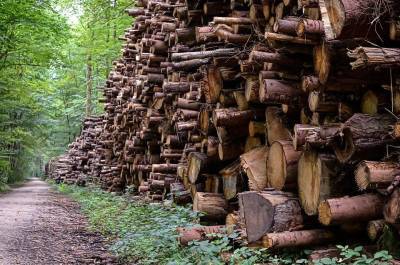 Экс-чиновник помог красноярцам незаконно вырубить лес на сотню миллионов рублей