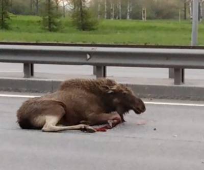 На Пулковском шоссе сбит лось