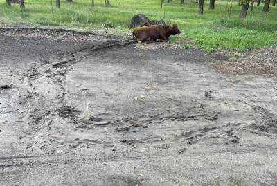На Луганщине водитель сбил корову