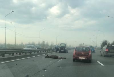 Иномарка сбила лося на Пулковском шоссе