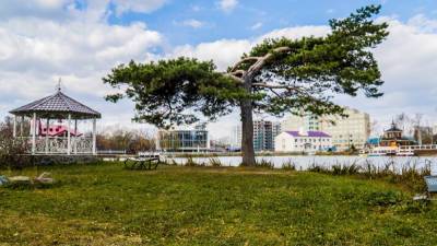 Сахалинское дерево участвует во всероссийском конкурсе