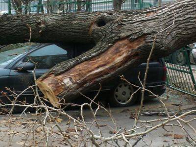 В Москве ветер повалил почти 70 деревьев и повредил более 25 машин