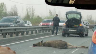 Лось погиб под колёсами авто у Пулковских высот