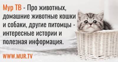 Кошка из Украины с “человеческим лицом” стала интернет-мемом