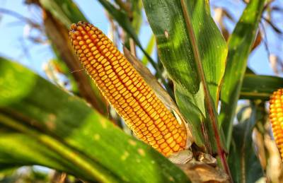 Украинской кукурузе прогнозируют рекордный год