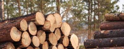 Власти планируют обсудить создание лесной госкорпорации