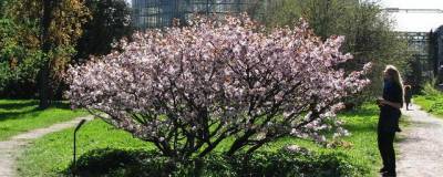 Ботанический сад Петербурга ищет волонтеров для защиты цветущей сакуры от фотографов