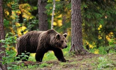 Медведь убил мужчину, который, приехав в лес, отделился от группы