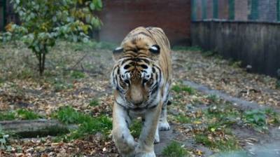 В Пензенском зоопарке назвали причину смерти тигра Самура
