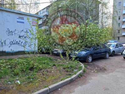 В Смоленске из-за непогоды упало несколько деревьев