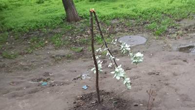 Пьяный подросток поломал деревья на новой аллее: в Днепре задержали хулигана – фото