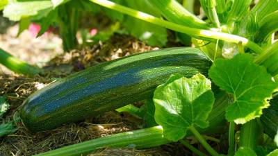 Как вырастить хороший урожай кабачков: семь главных секретов