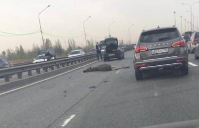 На Пулковском шоссе легковушка сбила лося — видео