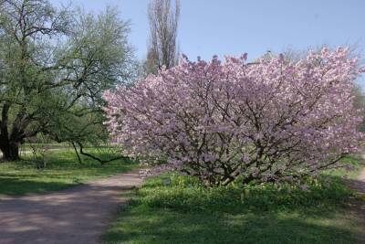 Ботанический сад Петербурга ищет волонтеров для защиты сакуры от эротических фотосессий