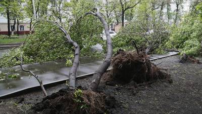 В Москве ветер повалил 65 деревьев