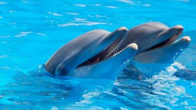 Правительство РФ предложило ввести запрет на вылов китов и дельфинов
