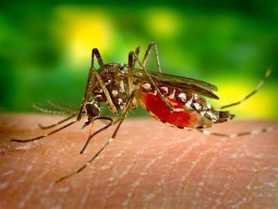 Энтомолог Иванов: Погода в ближайшие недели повлияет на численность комаров