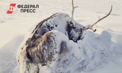На Ямале гибнут от голода олени: «Потери пока подсчитать невозможно»