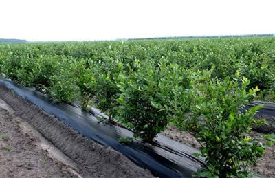 Производитель: Расширение ягодных плантаций сдерживает потребность в значительных инвестициях