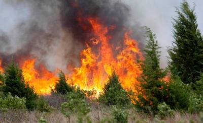 На 260 тысяч рублей оштрафовали новосибирских поджигателей травы