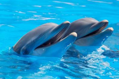 В России могут запретить вылов китов и дельфинов