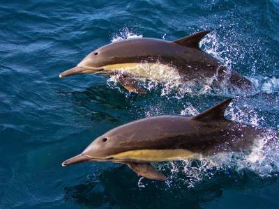 Правительство РФ предлагает запретить вылов дельфинов и китов