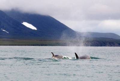 Промышленный вылов китов и дельфинов в РФ будет запрещен