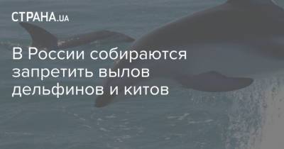 В России собираются запретить вылов дельфинов и китов