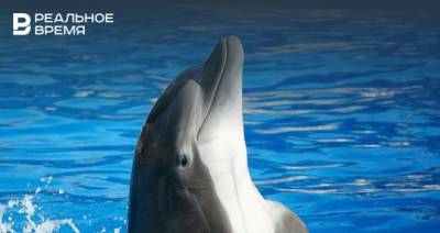 В России предложили запретить вылов китов и дельфинов