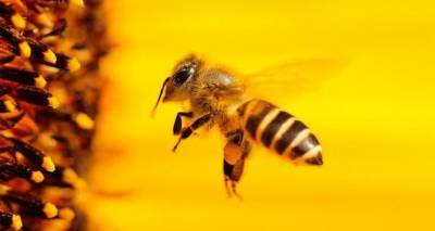 Укрпошта больше не будут перевозить пчёл