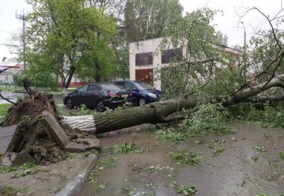 В Чехове мощный ветер вырвал с корнями несколько деревьев