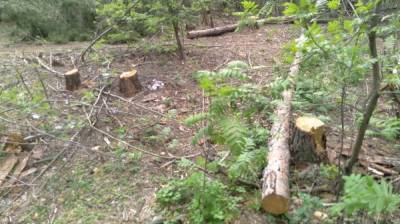 Воронежцы забили тревогу из-за вырубки деревьев в парке «Оптимист»‎