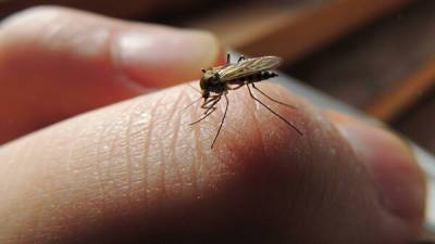 В Новосибирске активизировались первые в этом году комары