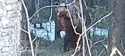 Жители города в Карелии сфотографировали визит медведя (ФОТО)