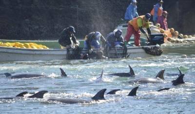 Правительство запретит промышленный вылов дельфинов и китов