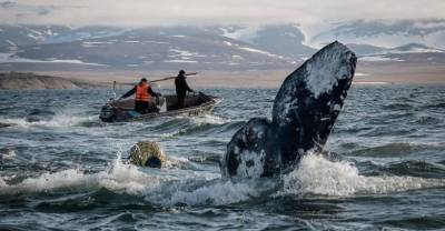 Мишустин поддержал запрет на вылов в России китов и дельфинов