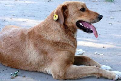 Куда обращаться по вопросу отлова бездомных собак в Рязани