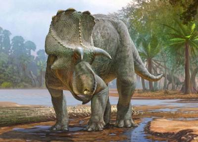 Новый вид рогатых динозавров оказался древнейшим представителем