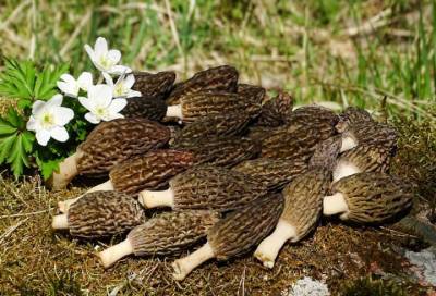 Лесные дары – сморчки да строчки: в Ленобласти собирают весенние грибы