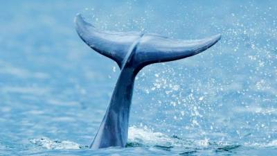 Видео: Мишустин предложил запретить в России вылов китов и дельфинов