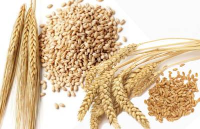 USDA прогнозирует рост урожая и экспорта зерна в Украине на будущий сезон
