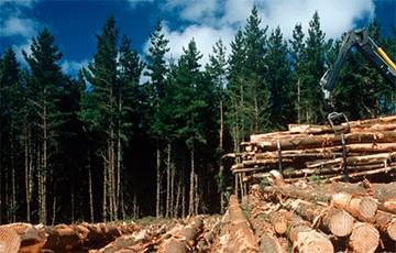Для вывоза леса в Китай в России создадут госкомпанию-монополиста